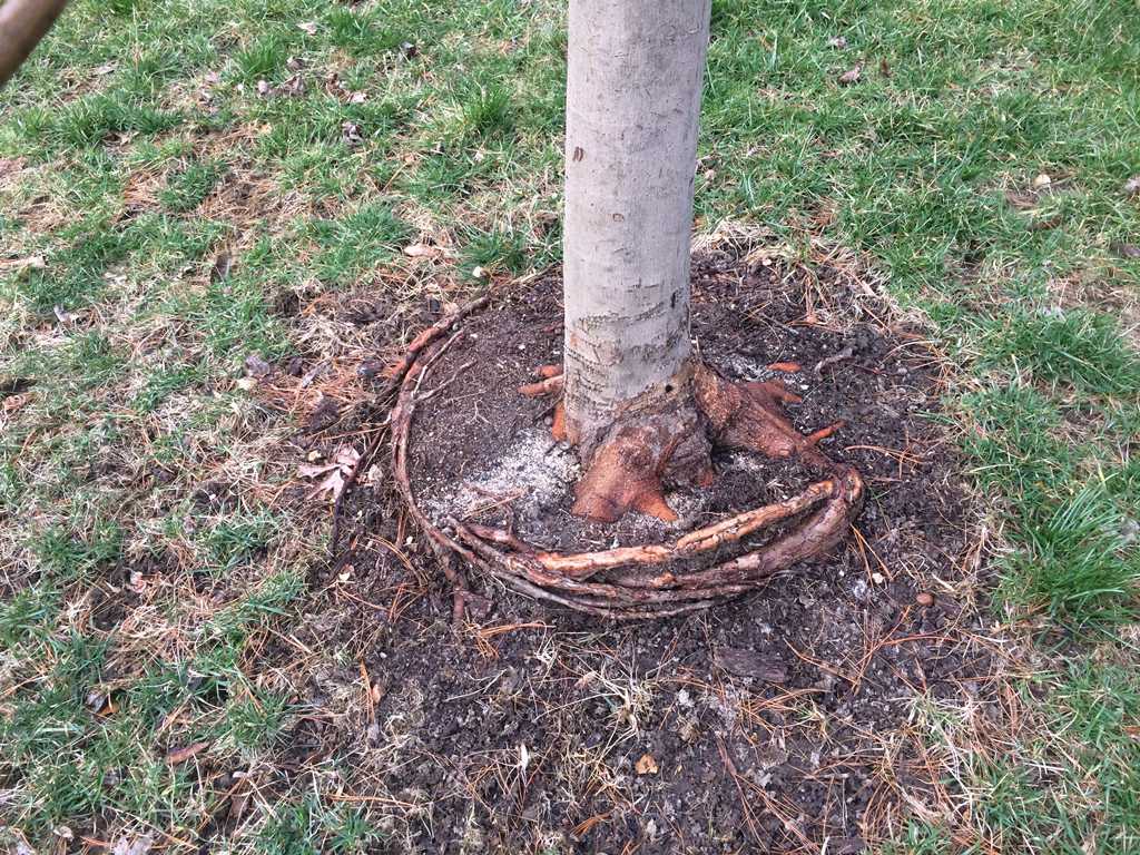 How deep are cherry tree roots?